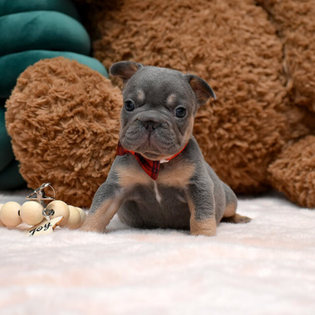 wonderful-girl-french-bulldog-big-rope-in-georgia-big-0