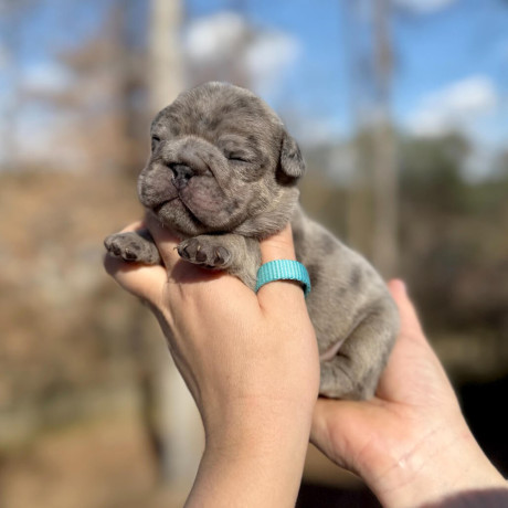 male-french-bulldog-blue-merle-in-georgia-dob-121424-big-7