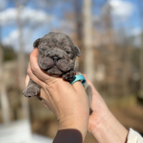 male-french-bulldog-blue-merle-in-georgia-dob-121424-big-1