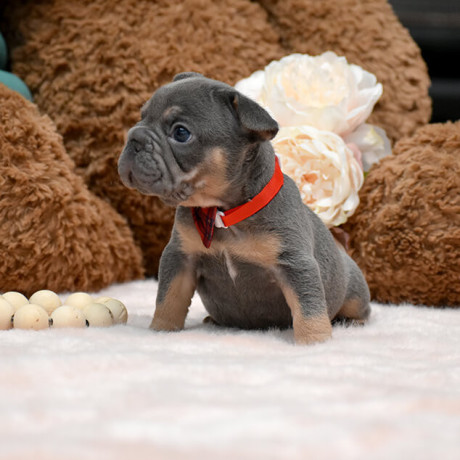 wonderful-girl-french-bulldog-big-rope-in-georgia-big-4