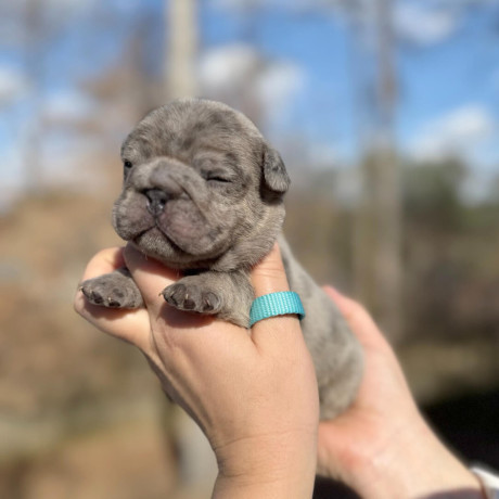 male-french-bulldog-blue-merle-in-georgia-dob-121424-big-3