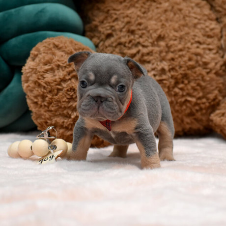 wonderful-girl-french-bulldog-big-rope-in-georgia-big-1