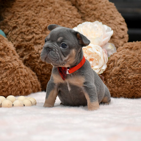 wonderful-girl-french-bulldog-big-rope-in-georgia-big-5