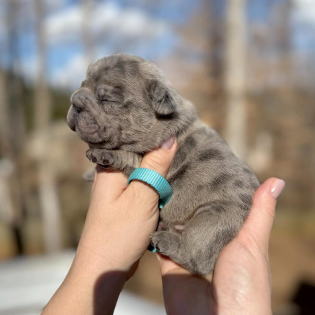 male-french-bulldog-blue-merle-in-georgia-dob-121424-big-4