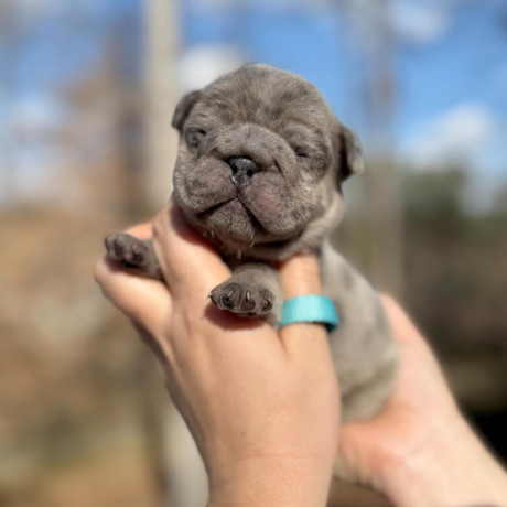 male-french-bulldog-blue-merle-in-georgia-dob-121424-big-5