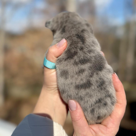 male-french-bulldog-blue-merle-in-georgia-dob-121424-big-2