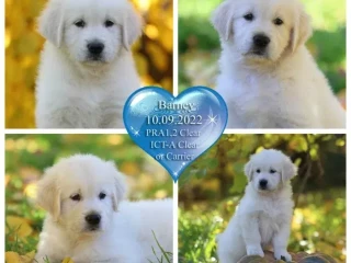 Gorgeous snow white and cream golden golden golden retriever puppies.