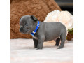 male-blue-akc-small-2