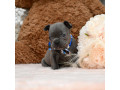 male-blue-akc-small-5