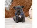 male-blue-akc-small-0