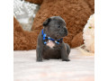 male-blue-akc-small-1