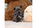 male-blue-akc-small-6