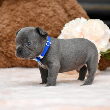 male-blue-akc-big-2