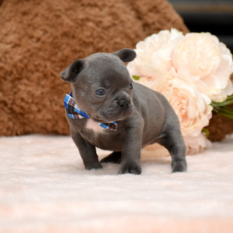 male-blue-akc-big-3