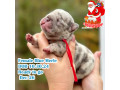 female-blue-merle-akc-small-0