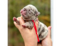 female-blue-merle-akc-small-5