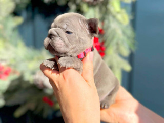 Female Blue AKC In Georgia