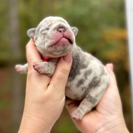 female-blue-merle-akc-big-6