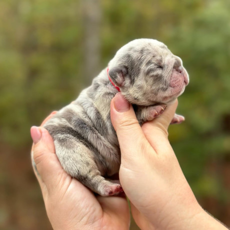 female-blue-merle-akc-big-1