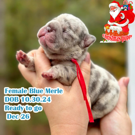 female-blue-merle-akc-big-0