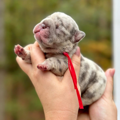 female-blue-merle-akc-big-5