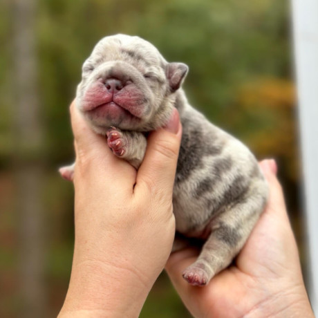 female-blue-merle-akc-big-4