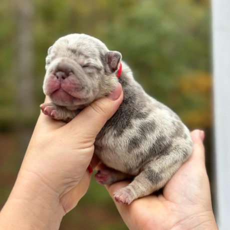 female-blue-merle-akc-big-3