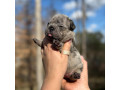 female-blue-merle-dob-121424-ready-to-go-021424-in-georgia-small-3