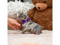 male-blue-merle-dob-101424-ready-to-go-121424-small-5