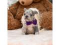 male-blue-merle-dob-101424-ready-to-go-121424-small-3