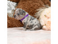 male-blue-merle-dob-101424-ready-to-go-121424-small-0