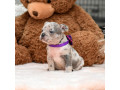 male-blue-merle-dob-101424-ready-to-go-121424-small-6