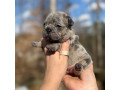 female-blue-merle-dob-121424-ready-to-go-021424-in-georgia-small-2