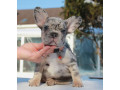 female-blue-merle-in-georgia-small-0