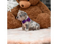 male-blue-merle-dob-101424-ready-to-go-121424-small-4