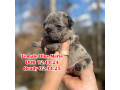 female-blue-merle-dob-121424-ready-to-go-021424-in-georgia-small-0