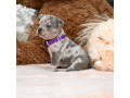 male-blue-merle-dob-101424-ready-to-go-121424-small-1