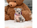 male-blue-merle-dob-101424-ready-to-go-121424-small-7