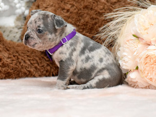 Male Blue Merle DOB 10.14.24 Ready To Go 12.14.24