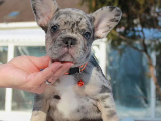 Female Blue Merle in Georgia