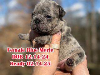 Female Blue Merle DOB 12.14.24 Ready To Go 02.14.24 in Georgia