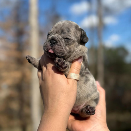 female-blue-merle-dob-121424-ready-to-go-021424-in-georgia-big-3