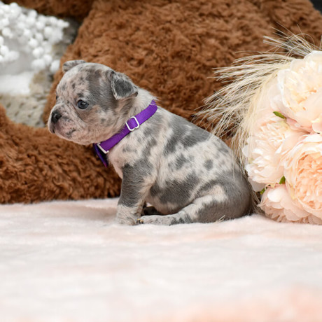 male-blue-merle-dob-101424-ready-to-go-121424-big-0