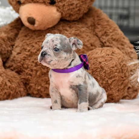 male-blue-merle-dob-101424-ready-to-go-121424-big-6