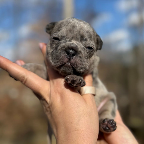 female-blue-merle-dob-121424-ready-to-go-021424-in-georgia-big-1