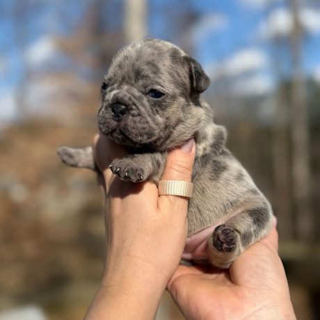 female-blue-merle-dob-121424-ready-to-go-021424-in-georgia-big-2