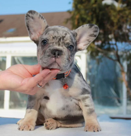 female-blue-merle-in-georgia-big-0