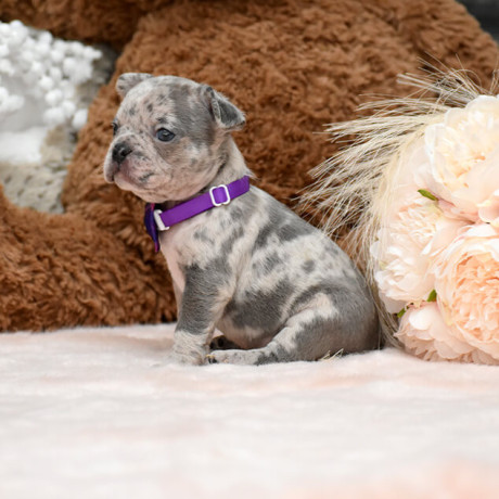 male-blue-merle-dob-101424-ready-to-go-121424-big-1