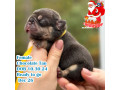 female-chocolate-tan-dob-103024-small-0