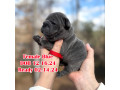 female-blue-dob-121624-in-georgia-small-0